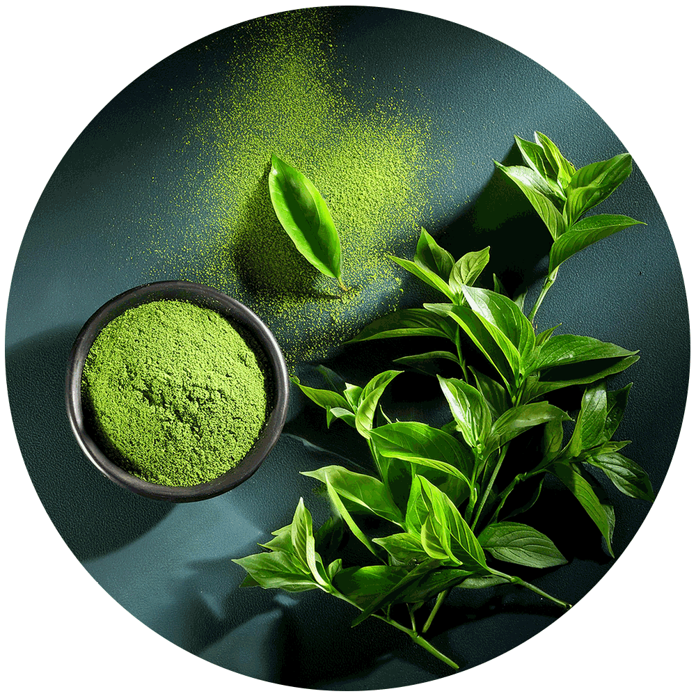 Green Tea Extract
